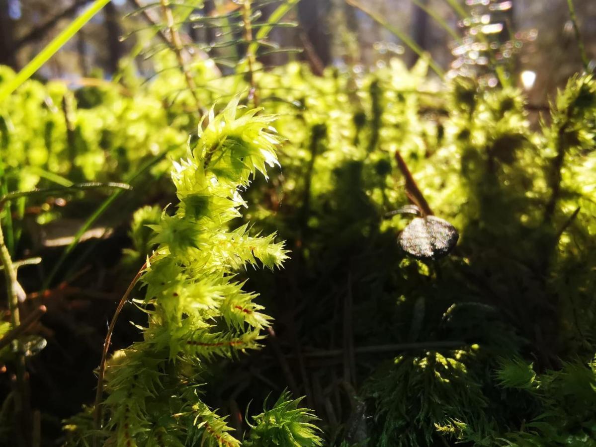 Landhotel Haeuserl Im Wald Grobming Luaran gambar